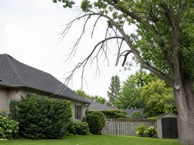 Bare dead limb reaching out over a house roof from a tree still in leaf