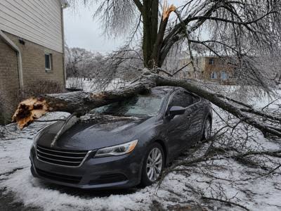 Ice-loaded tree down across a parked car after a freezing rain storm