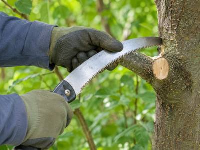 Hand saw finishing a pruning cut back to the branch collar