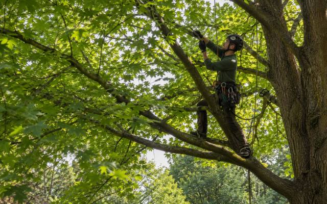 Climber tied in and working the upper growth of a mature shade tree