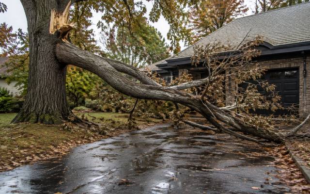 Storm-broken limb down across a driveway after a period of heavy rain