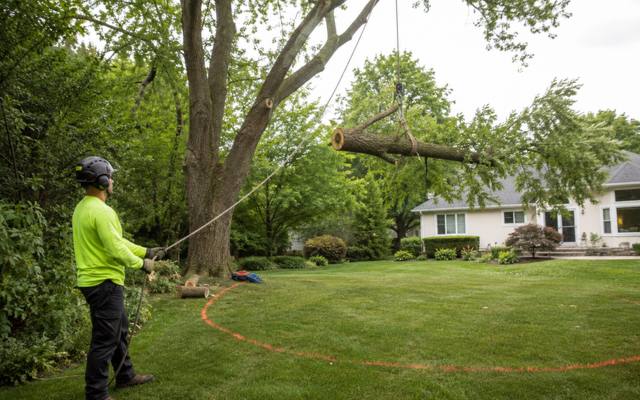 Ground worker lowering a cut section on rigging line from a divided trunk