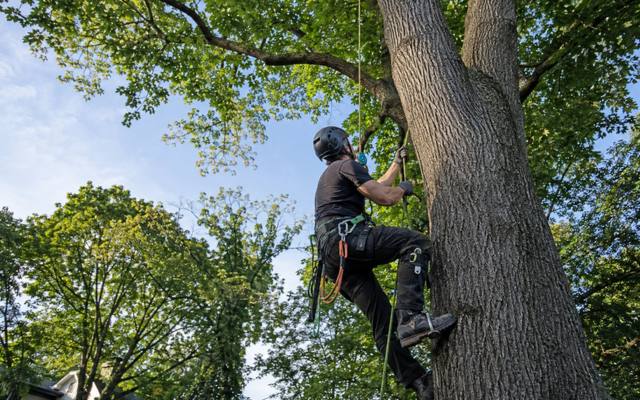 Climber ascending the trunk of a dying ash on rope and spikes ahead of removal