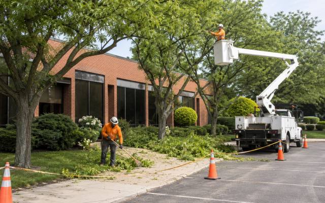 Bucket truck raised into a shade tree while a ground crew clears cuttings from a walkway