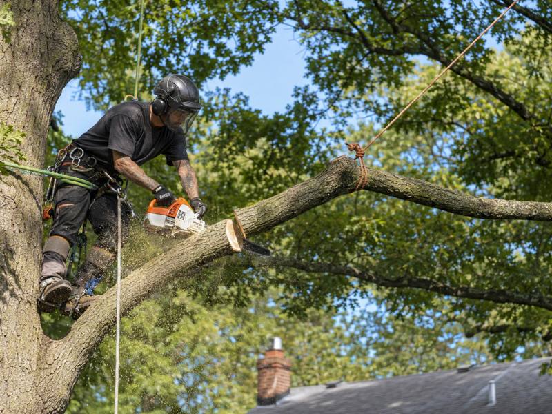 Climber cutting a limb back above a roofline
